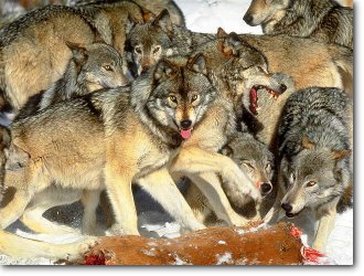 Meute de loups